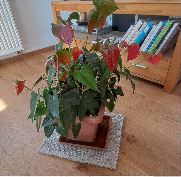Blumen grau